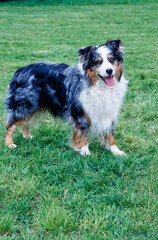 Australian Shepherd standing in grassy field smiling