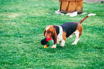 Basset Hound walking through grass outside with stuffed toy in mouth