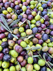 Naklejka na ściany i meble fresh ripe olive fruits as a background