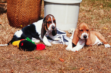 Two Basset Hound puppies laying outside in brown grass with toys and a pair of shoes