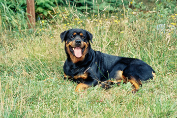 Rottweiler laying in some grass
