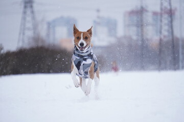 basenji runs in the snow басенджи