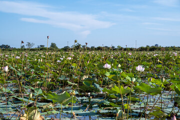 Récolte de lotus sur un lac au Cambodge