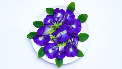 Close up fresh butterfly pea flower or blue pea, bluebellvine ,cordofan pea, bunga telang.telang