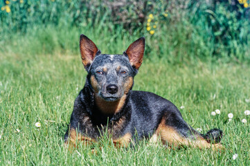 Australian Cattle Dog laying in grassy field in sun