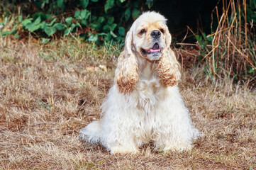 American Cocker Spaniel sitting outside near bushes in brown grass with mouth open