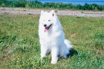 Samoyed sitting in grass with water in the distance