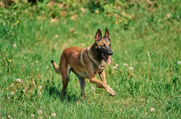 Belgian Shepherd outside running fast through field scattered with dandelions