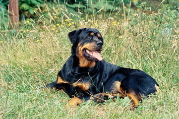 Rottweiler laying in grass