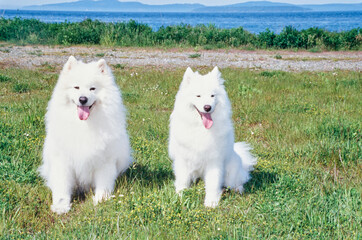 Samoyeds sitting in grass with mountain in distance
