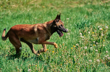 Belgian Shepherd outside trotting through field with dandelions