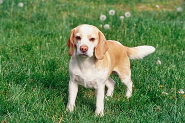 Beagle standing outside in field with grass and dandelions