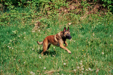 Belgian Shepherd outside running through field of dandelions with bushes in background