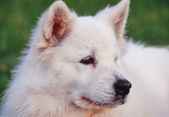 Fototapeta premium Close up of Samoyed in grass