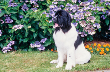 Newfoundland sitting in grass in front of bushes with small purple and orange flowers in garden with tongue out