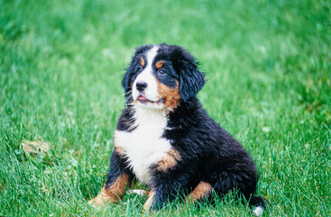 Bernese Mountain Dog puppy sitting in grass field and looking to the side
