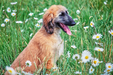 Afghan puppy in flower field with tongue out