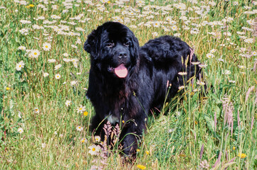 Newfoundland standing outside behind white flowers in field of tall grass