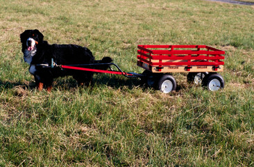 Bernese Mountain Dog red pulling wagon