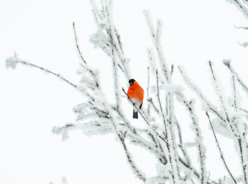 Bullfinch male in bright orange colors, perched on a branch on a cold winters day.