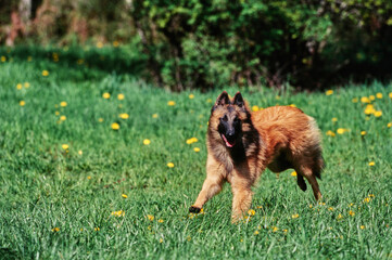 Belgian Shepherd bounding through long grass with yellow flowers on sunny day