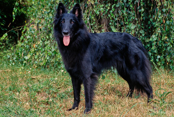 Long-haired black Belgian Shepherd outside standing in grass in front of bushes with tongue out