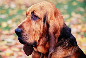 Close up of Bloodhound in field - obrazy, fototapety, plakaty