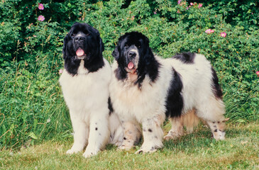 Two Newfoundlands standing in front of bushes outside