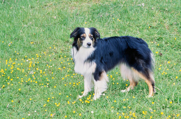 Australian Shepherd standing in field with yellow flowers and grass
