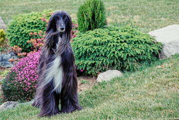 Afghan in garden looking off camera with hair blowing