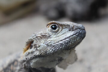 bearded dragon lizard