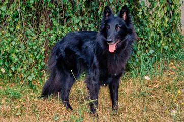 Fototapeta premium Black Belgian Shepherd outside standing in grass in front of bushes with tongue out