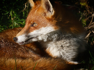 Fototapeta premium Closeup of a fox with red and white fur seen laying in grass.