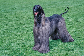 Black Afghan standing in green grass field with mouth open