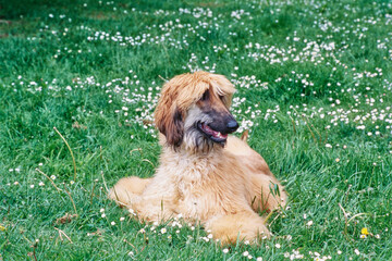 Afghan laying in flower field with mouth open