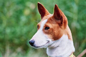 Closeup of Basenji face outside in front of greenery