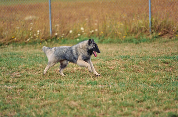 Two Belgian Shepherds running in field in park with tongue out and chain link fence soft focus in background