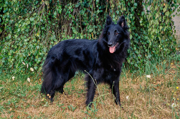 Black Belgian Shepherd outside standing in grass in front of bushes