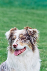 Closeup of white and brown Australian Shepherd smiling outside