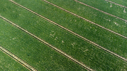Aerial drone view of spinach field. Izmir - Turkey