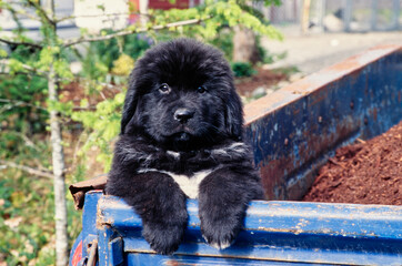 Newfoundland puppy sitting up on inside corner of blue truck bed
