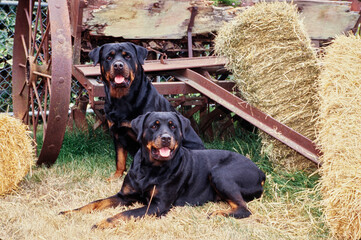 Rottweilers in front of hay bales