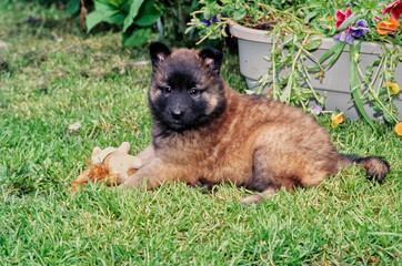 Belgian Shepherd laying in yard outside chewing stuffed toy near raised flower bed