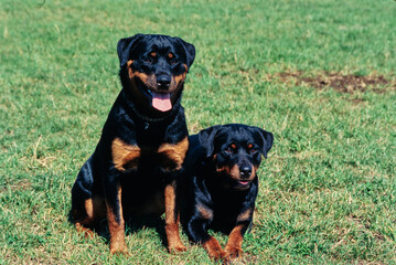 Rottweilers together in field