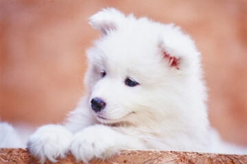 Samoyed puppy leaning on plywood