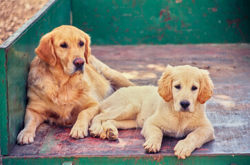 Golden retriever and puppy sitting in back of farm cart