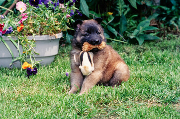 Belgian Shepherd in yard outside with stuffed toy in mouth sitting near raised flower bed