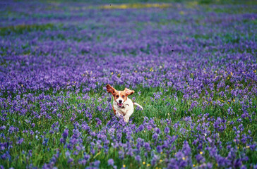Basset Hound running through field of purple flowers