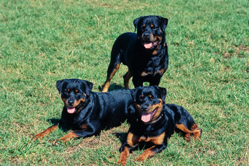 Three Rottweilers together in field