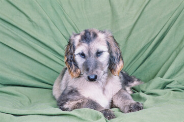 Afghan puppy on green sheet
